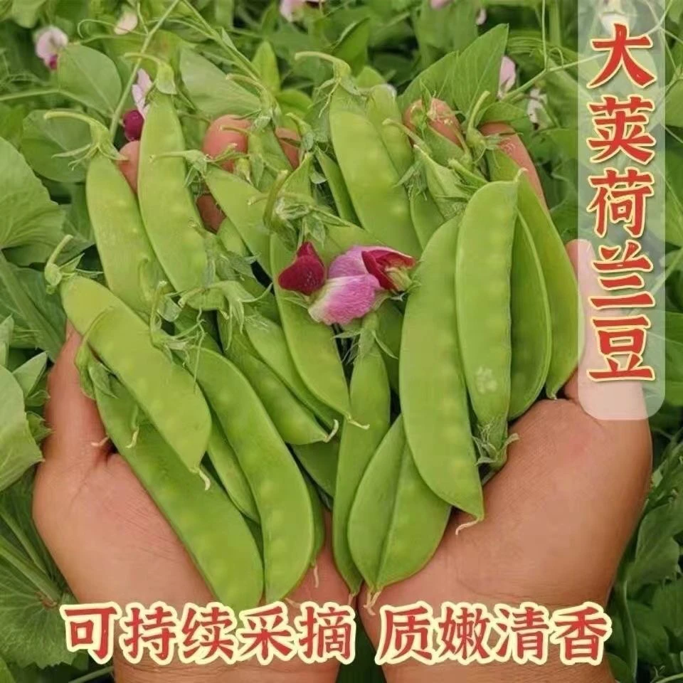 软荚荷兰豆种子正品矮生耐寒高产红花白花老品种豌豆春秋蔬菜种子