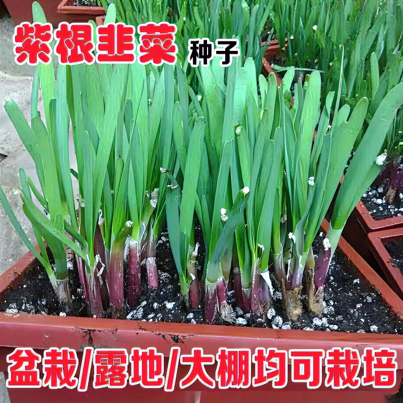 紫跟韭菜种子四季阳台盆栽宽叶红根细叶多次收割易种高产蔬菜种子