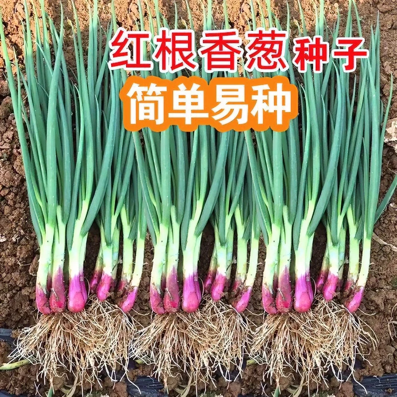 红根香葱种子红头葱籽农家四季可播种香葱苗种子阳台盆栽大葱种子