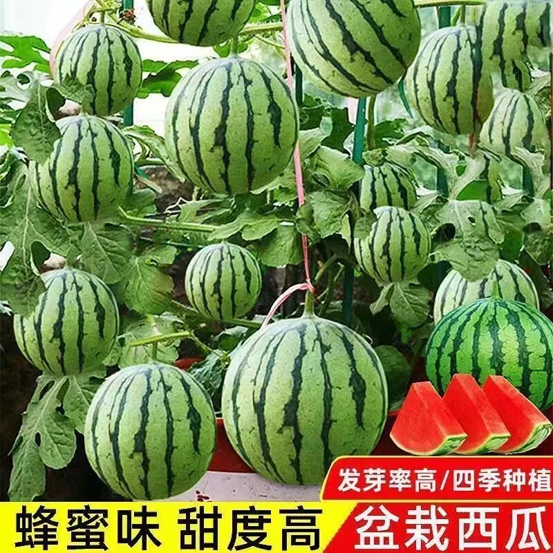 红玉盆栽小西瓜种子蜂蜜小西瓜薄皮超甜四季早熟阳台庭院蔬菜种子
