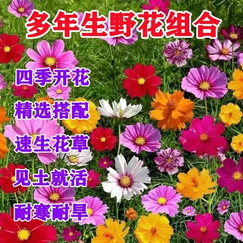 野花组合多年生混装花种子耐寒耐旱懒人花海阳台庭院花园室外种籽