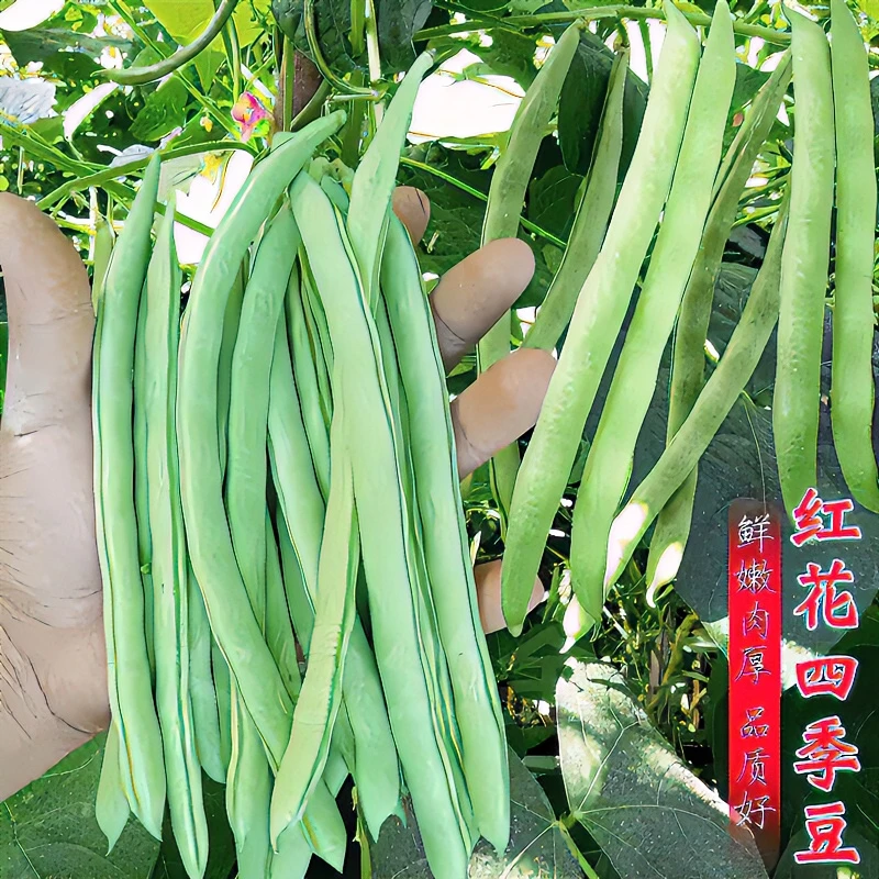 红花四季豆种子老品种高产爬藤架豆春秋芸豆种子四季易种蔬菜种子