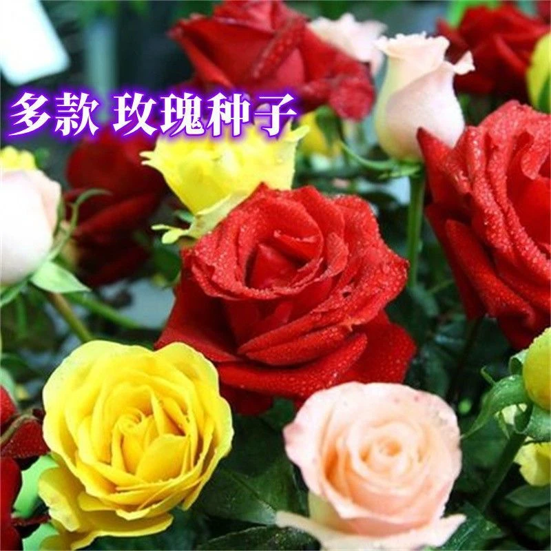 玫瑰花种子红刺玫瑰花四季开花重瓣耐寒生长阳台庭院盆栽花卉种子