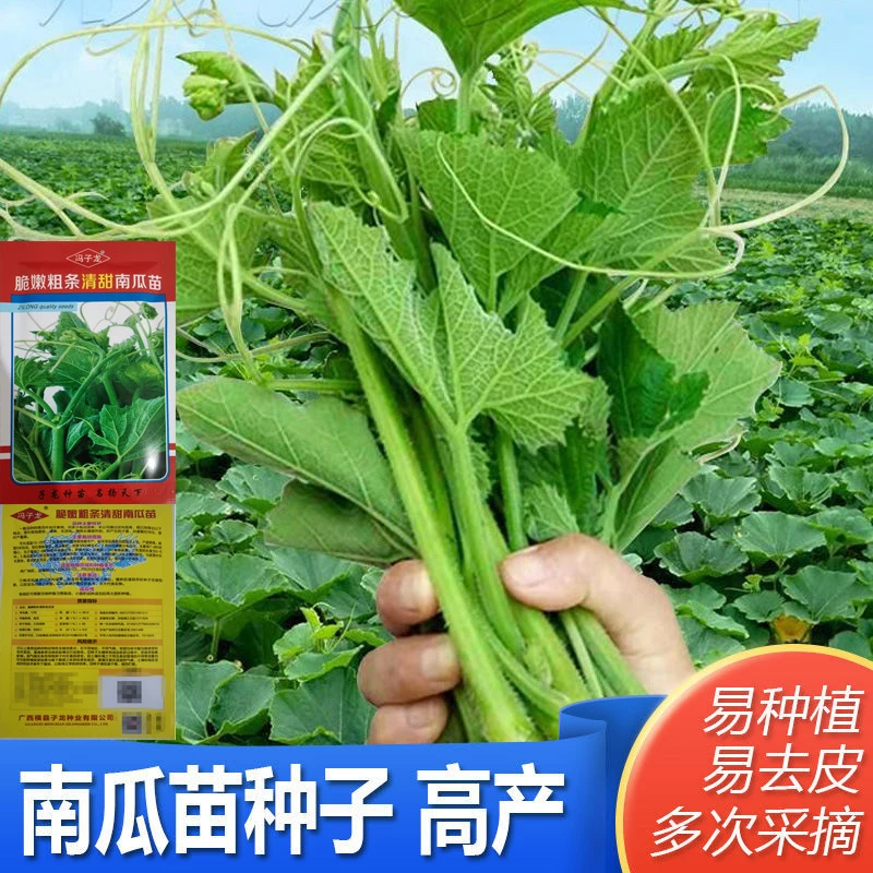 专吃南瓜藤的种子四季播种南瓜藤蔬菜种子专吃南瓜藤茎鲜嫩叶种子