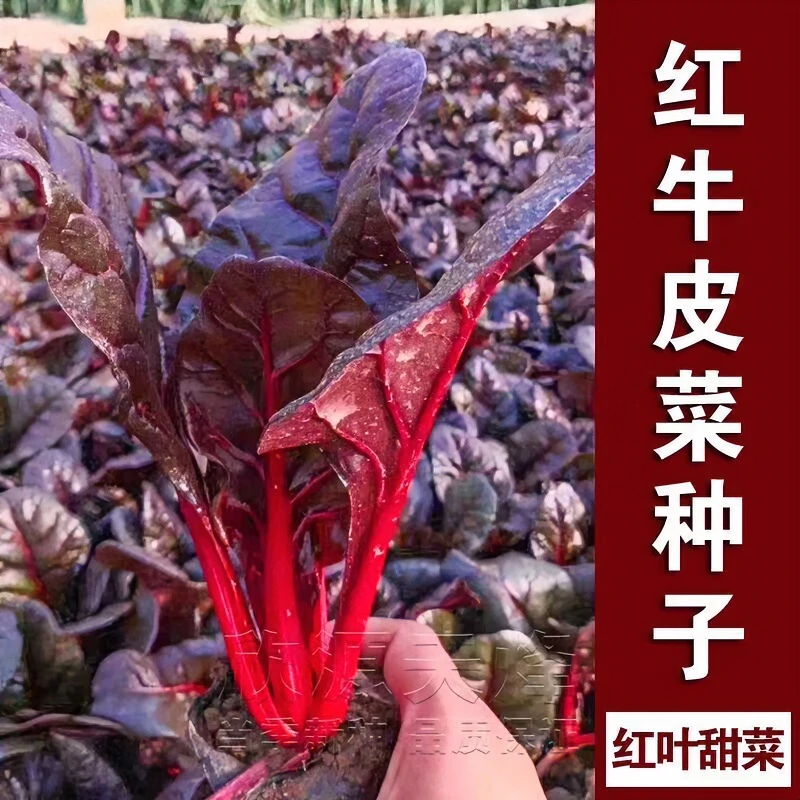 红牛皮菜种子甜菜人吃厚皮四季耐寒高产老品种春不老根达菜蔬菜籽