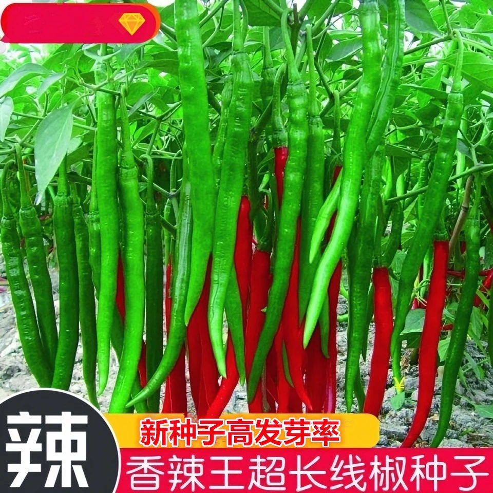 香辣线椒种子超长薄皮特辣王耐高温加长早熟阳台四季辣椒蔬菜种子