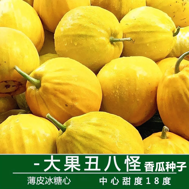丑八怪香瓜种子特甜八里香冰糖心甜瓜四季水果老品种甜脆八楞种子