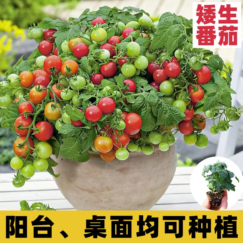矮生番茄种子红色圣女果千禧果高产樱桃番茄四季阳台盆栽蔬菜种子