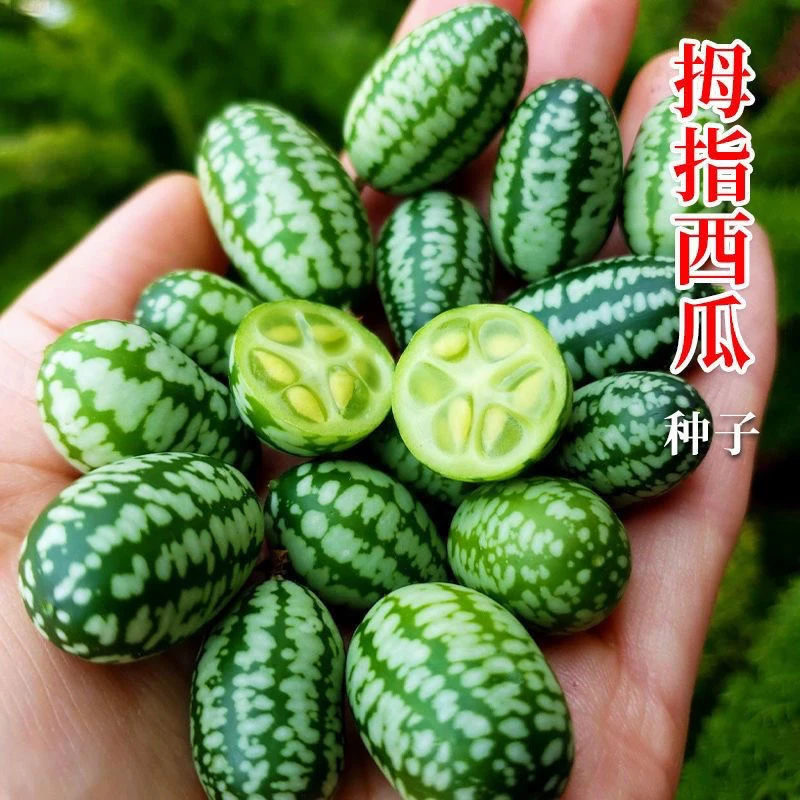 拇指西瓜种子盆栽小西瓜超甜迷你小拇指西瓜可吃四季阳台种植高产
