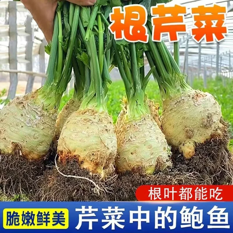 根芹种子四季生长正宗地中海芹菜种子阳台盆栽耐热易种植蔬菜种子