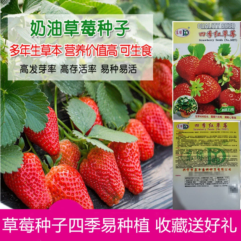 奶油草莓种子四季易活家种耐寒耐冻阳台庭院盆栽香甜大果水果种子