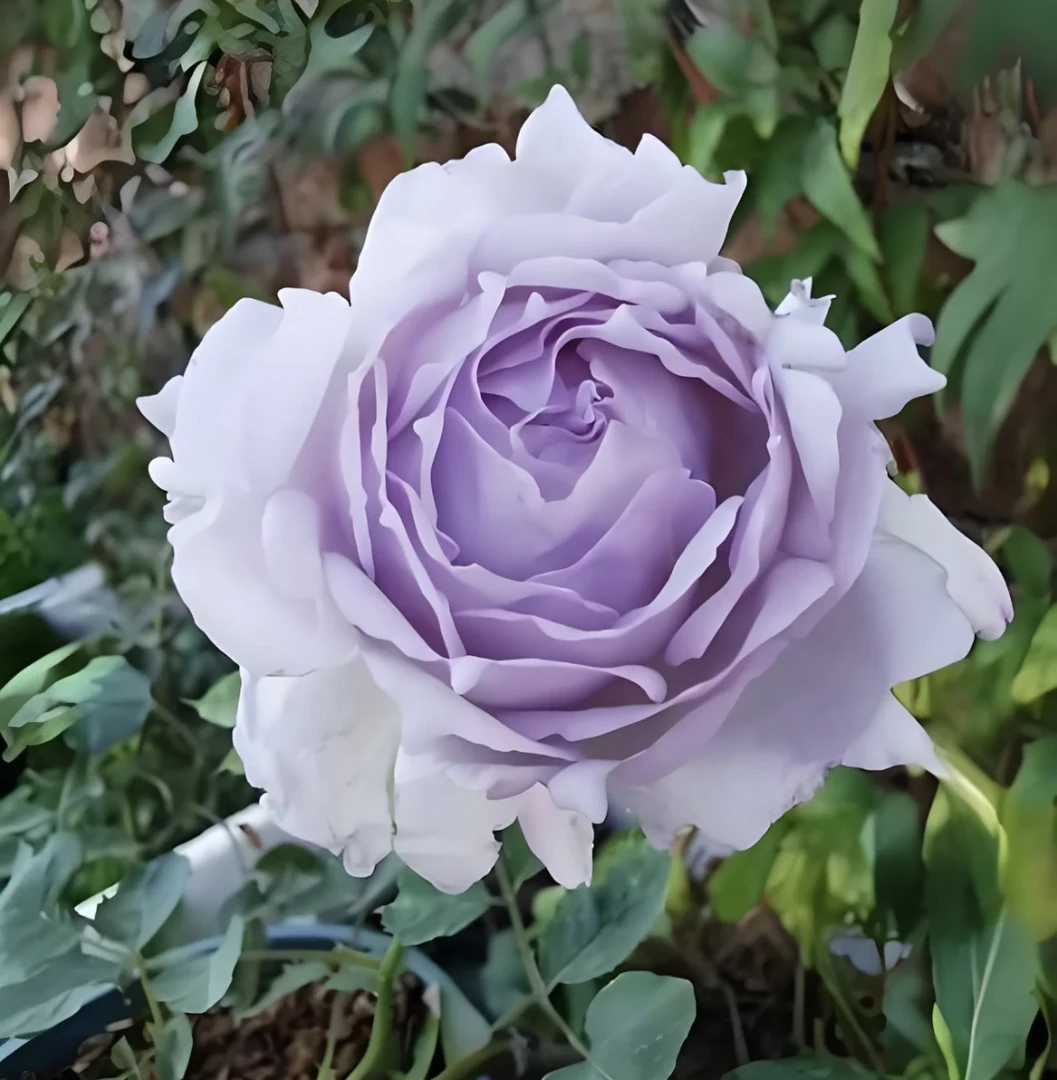 路西法日月月季河本天堂系列浓香勤花多季阳台盆栽植物