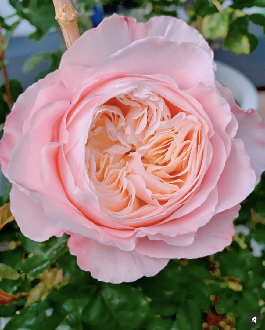 【美空】浓香月季灌木切花浓香型 抗病性好花期长好成活