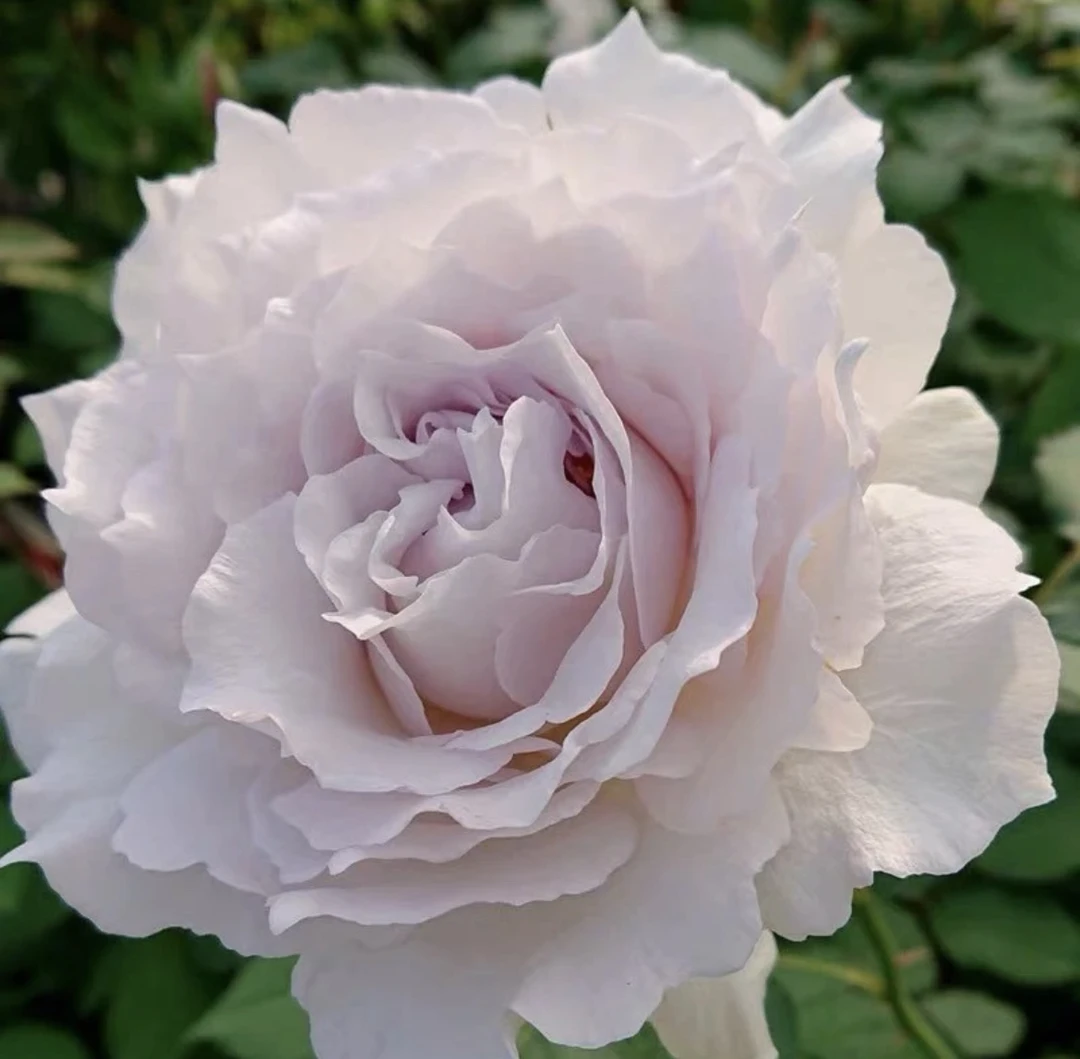 【莎菲天使】稀有品种日月大花淡香型四季开花