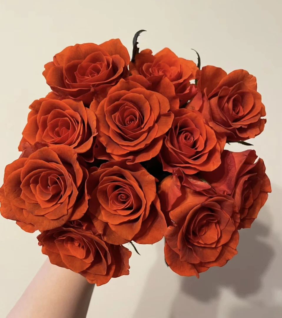 【杏仁酒/阿玛雷托】 高脚杯复古橙棕色阳台盆栽庭院地栽抗病勤花