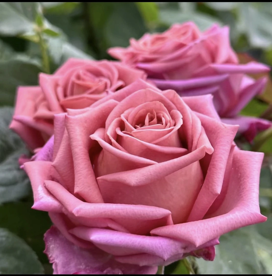 【咖啡师】 复古色高级切花扦插苗月季花苗原盆原土发货 盆栽地栽