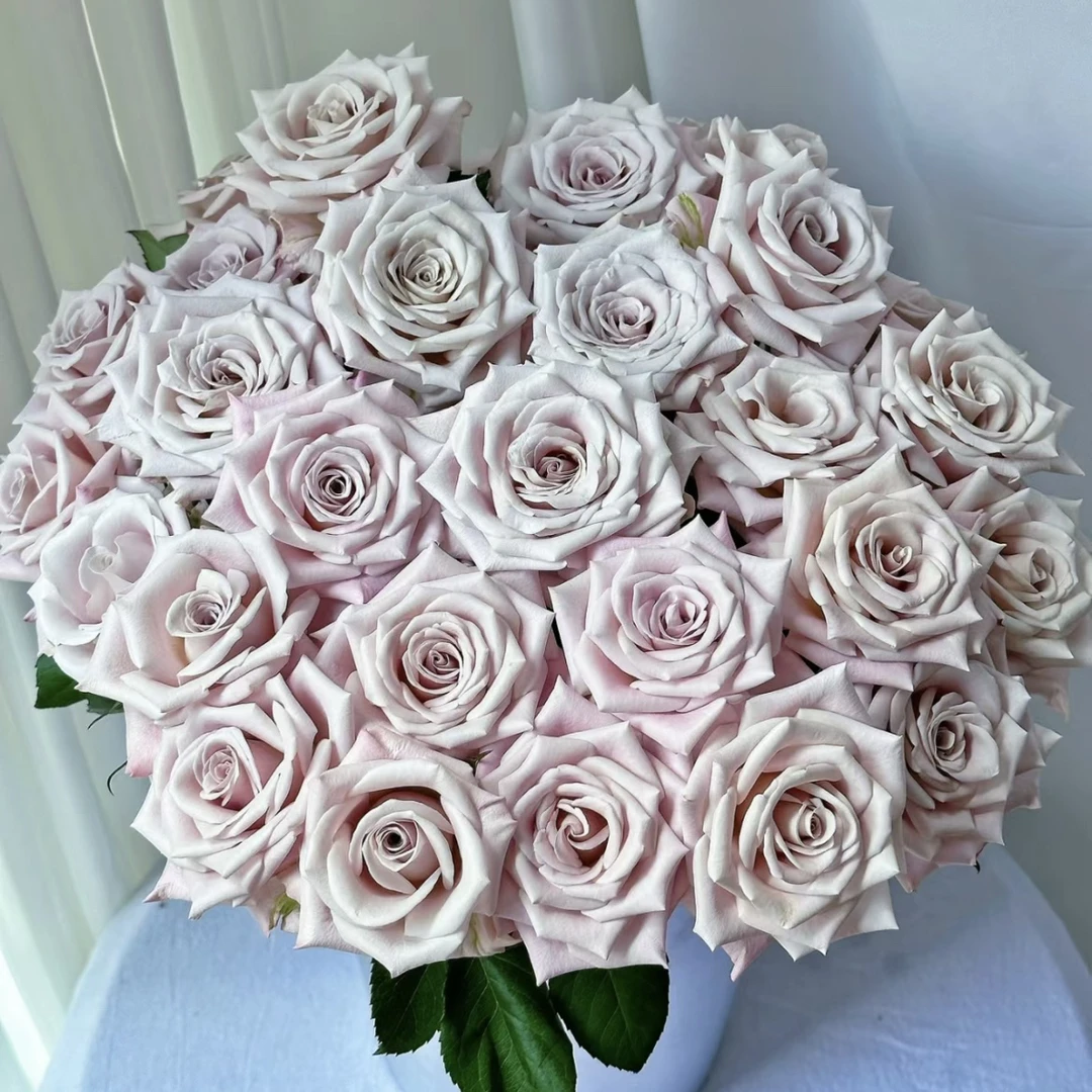 【曼塔】荷兰复古色切花玫瑰阳台庭院月季玫瑰花卉