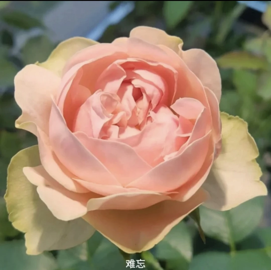 【难忘】杏粉色大花勤花切花扦插盆栽月季