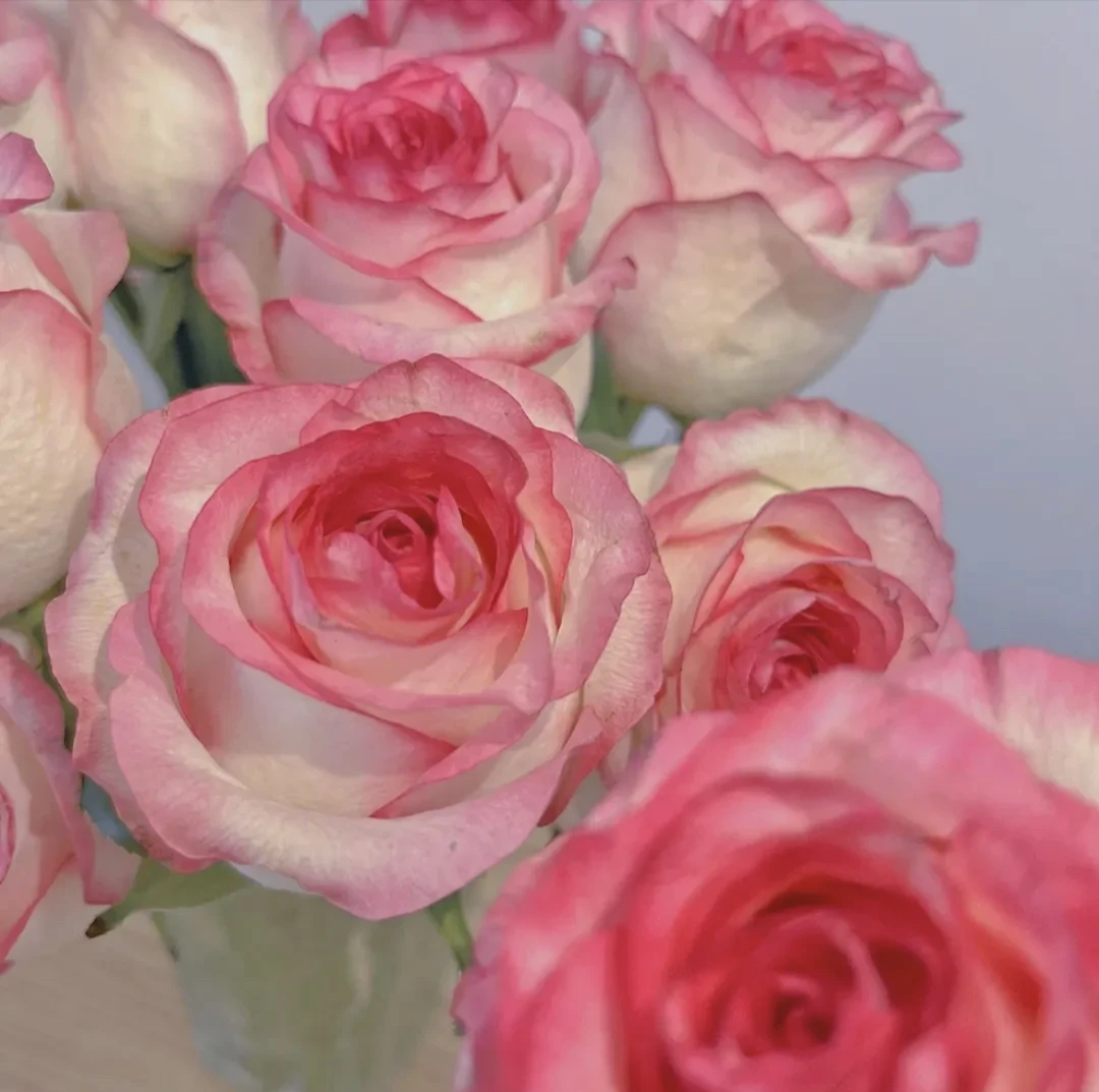 【艾莎】玫瑰切花阳台月季玫瑰花卉