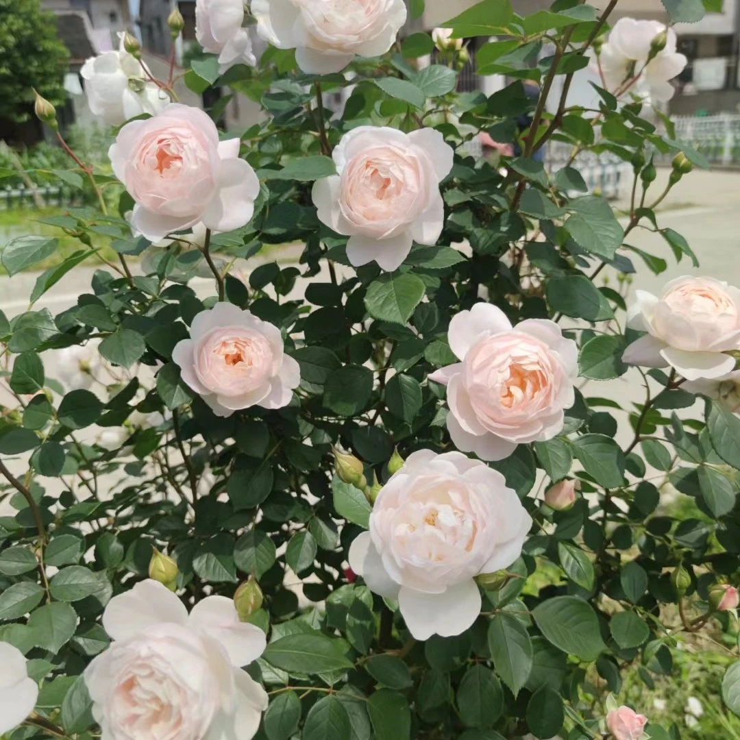 【黛丝德蒙娜】丰花勤花灌木阳台月季