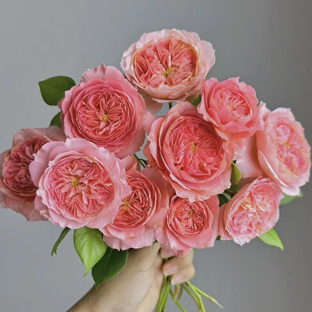 【夏日花火】丰花勤花阳台庭院月季玫瑰花卉