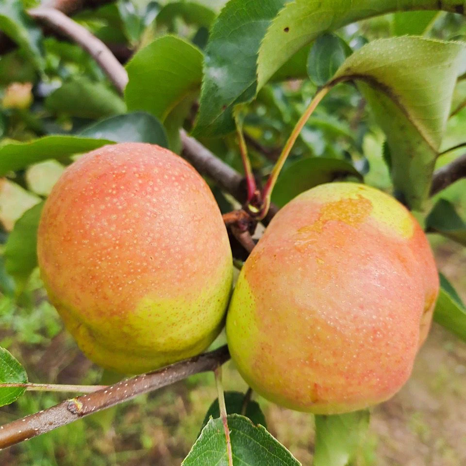 苹果梨东北延边苹果梨当季水果新鲜採摘东北特产苹果梨