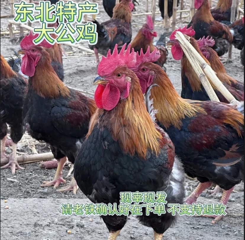 东北大红公鸡散养公鸡土鸡笨公鸡1只包邮