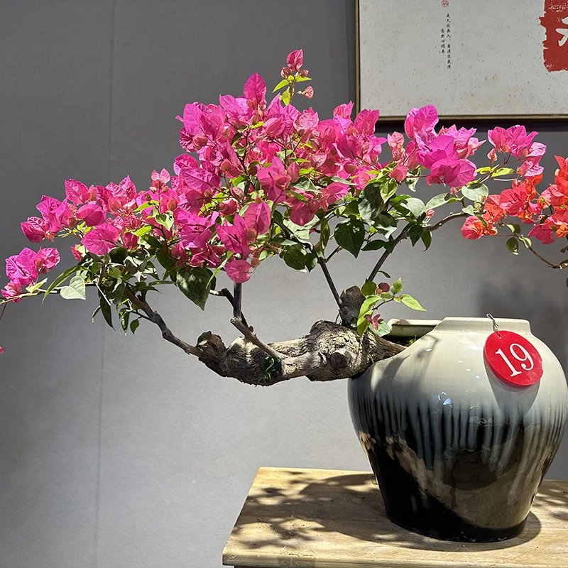 【艺景园-娜娜】三角梅通用链接一物一拍  开花绿植 截图为准（4800）