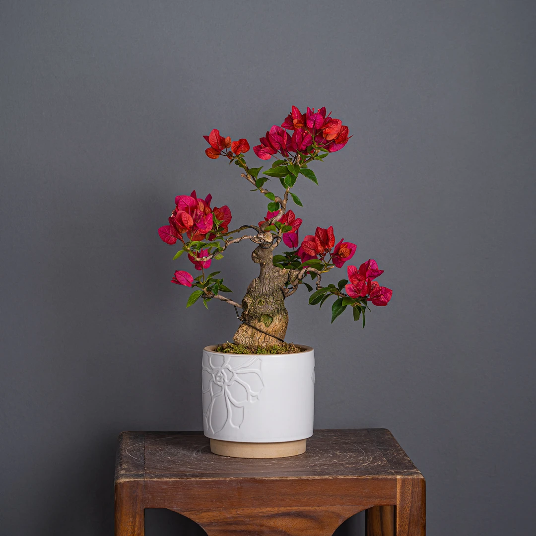 王子的花园-三角梅通用链接一物一拍 勤花花卉 截图为准（98）