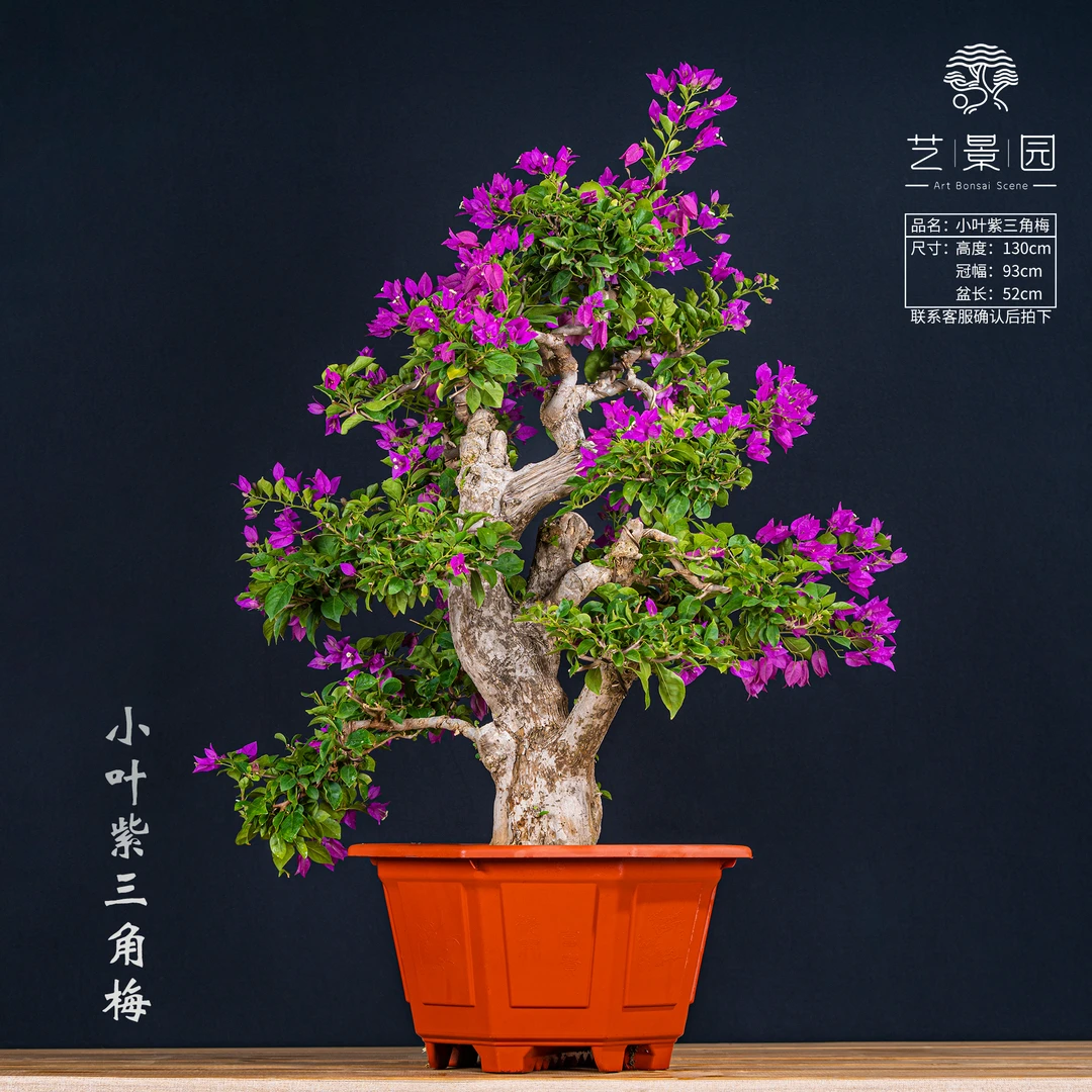 【王子的花园】三角梅通用链接   室内外老桩花卉 截图为准（1880）