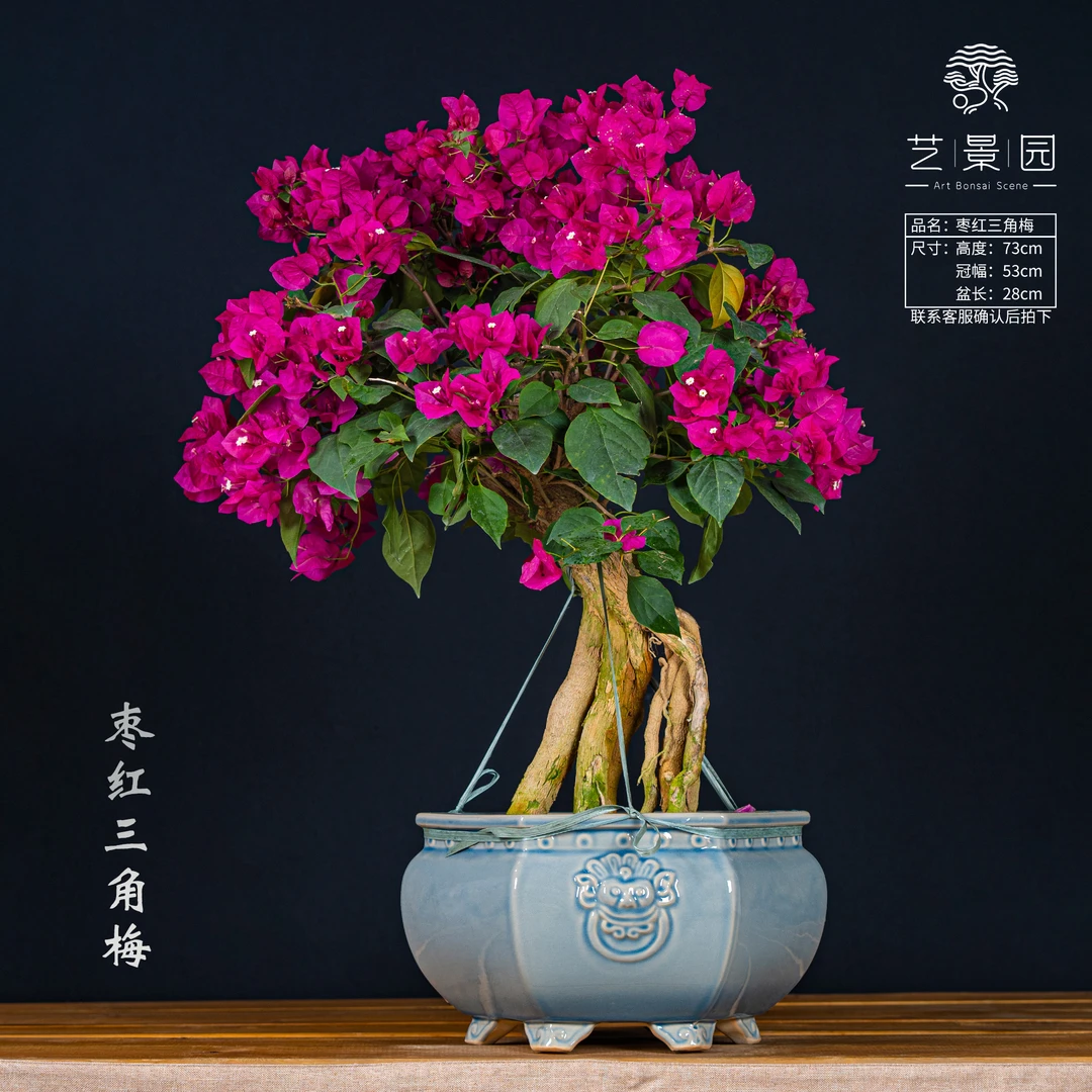 【王子的花园】 三角梅通用链接一物一拍 开花机器 截图为准*780