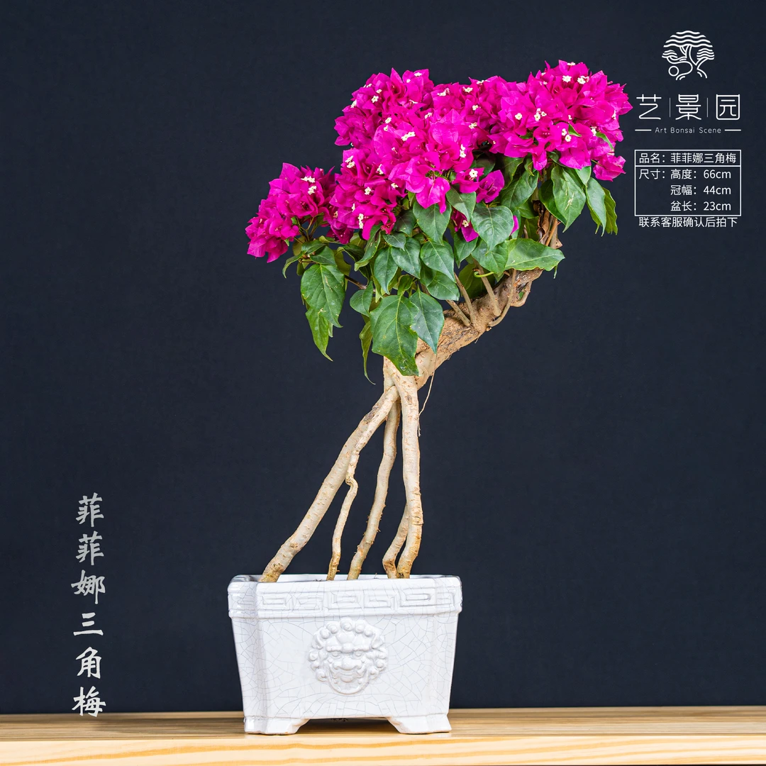 【王子的花园】三角梅通用链接一物一拍  老桩花卉 截图为准（1280）