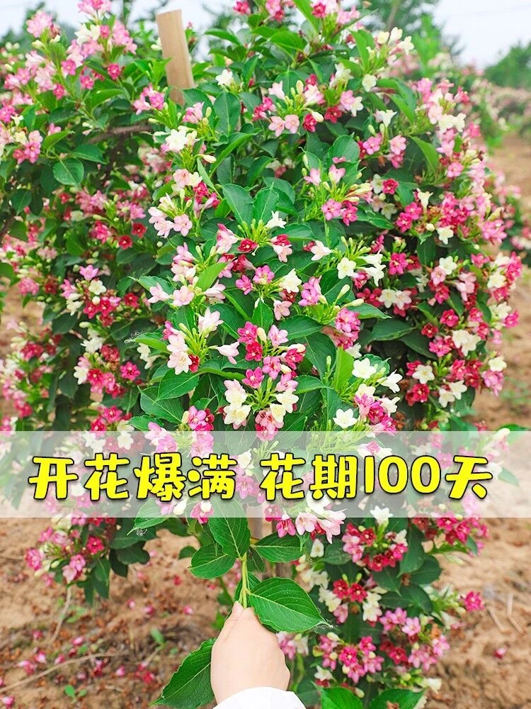 五彩锦带花树苗盆栽锦带小苗庭院大型耐寒风景树高杆五彩锦带树苗