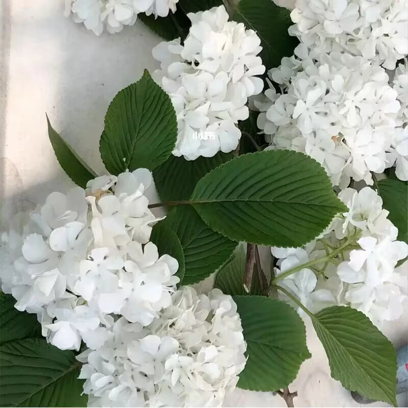 白麻球花苗中华木绣球庭院阳台耐寒风景树盆栽植物丛生白麻球树苗