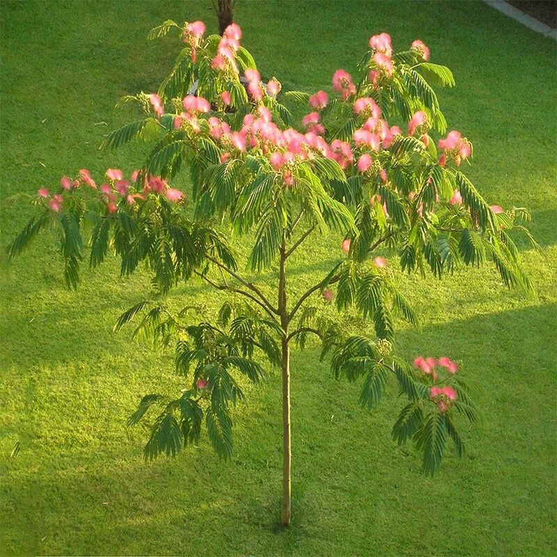 合欢花树苗盆栽合欢花小苗绒花树苗芙蓉花庭院绿化风景树
