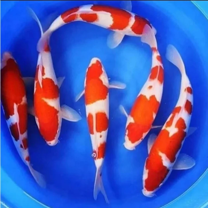 小型锦鲤观赏鱼活鱼