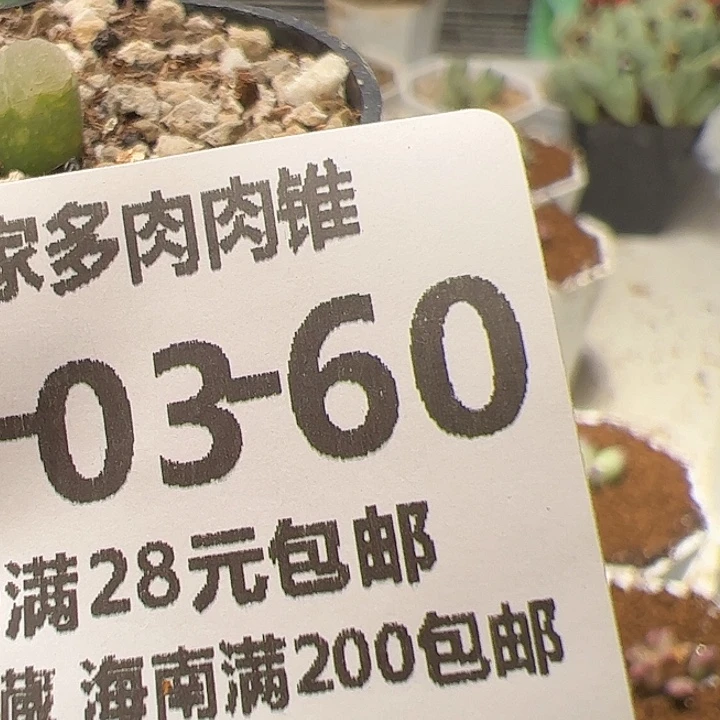 美丽的肉肉肉肉肉肉