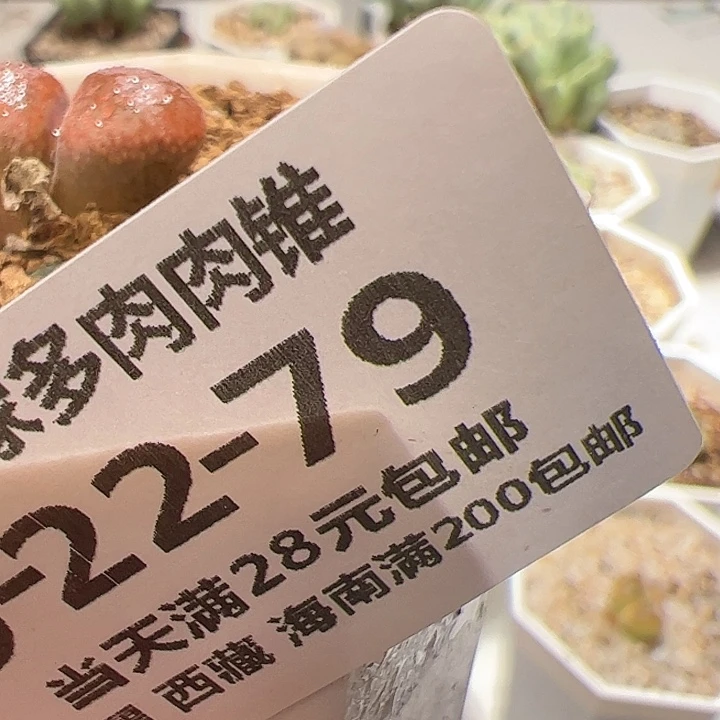 美丽的肉肉肉肉肉