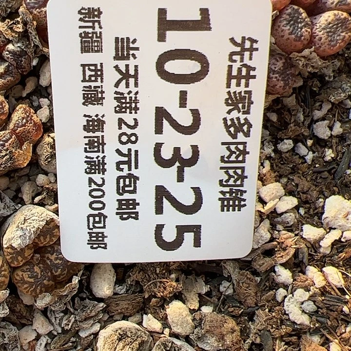 美丽的肉肉肉肉肉肉