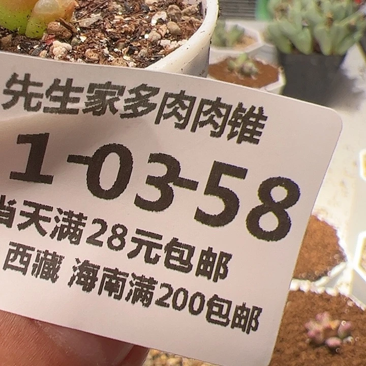 美丽的肉肉肉肉肉肉