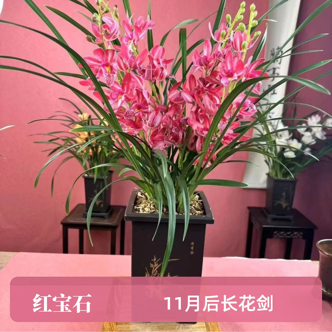 【带花剑】四季兰建兰墨兰6-8苗兰带盆栽好红宝石