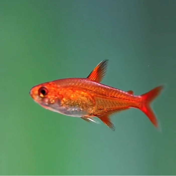 小型观赏鱼淡水鱼灯科鱼喷火灯鱼小型热带鱼好养耐活小鱼红绿灯鱼