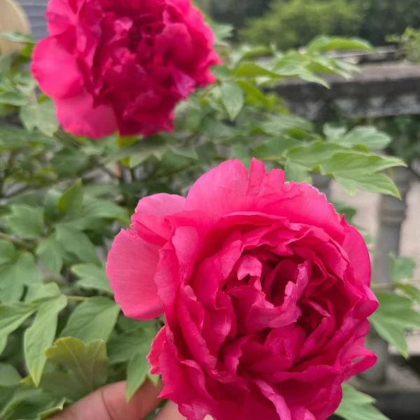 【现货】【旭港】红色菏泽观赏牡丹