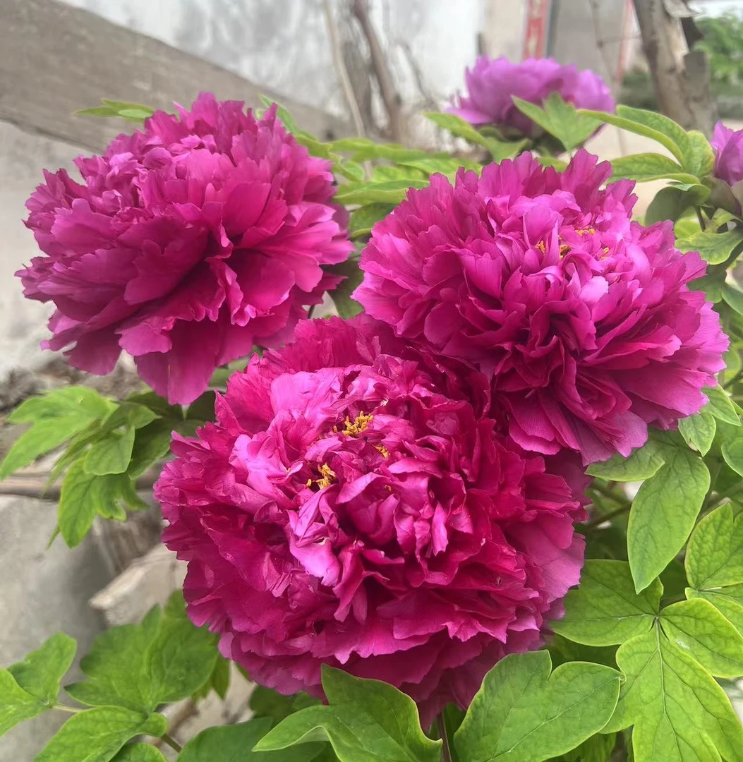 洛阳牡丹进口系列大规格牡丹苗木牡丹树洪武牡丹基地