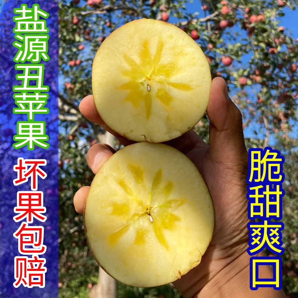 盐源糖心丑苹果露天种植红富士不套袋现摘现发坏果包赔净重5-8斤