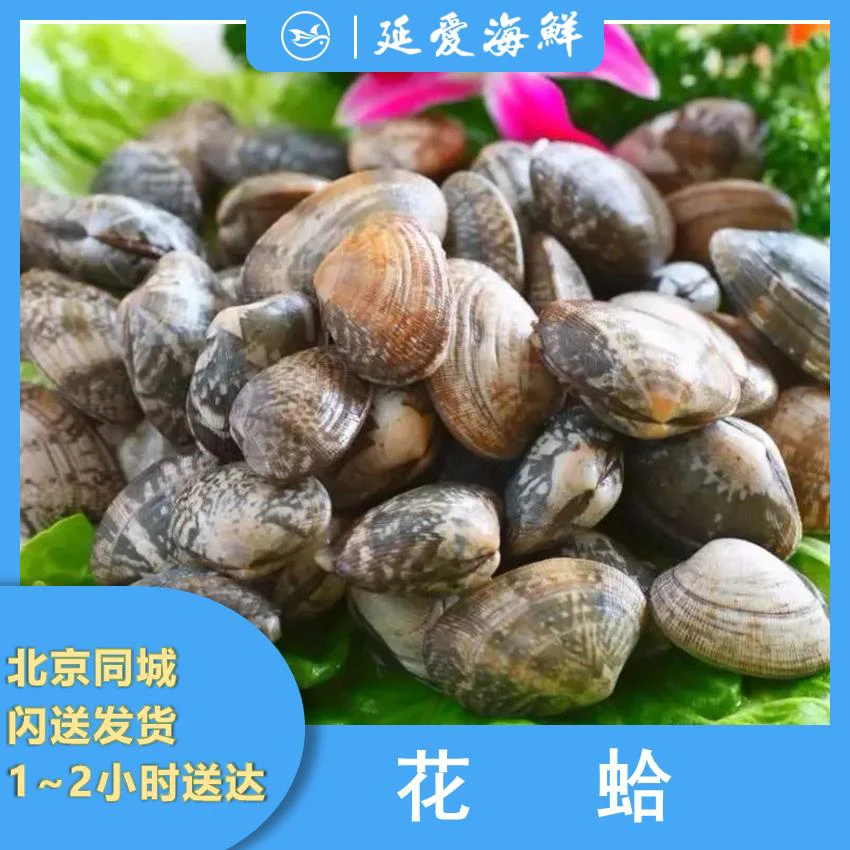 鲜活花蛤  1斤装 养好无泥沙