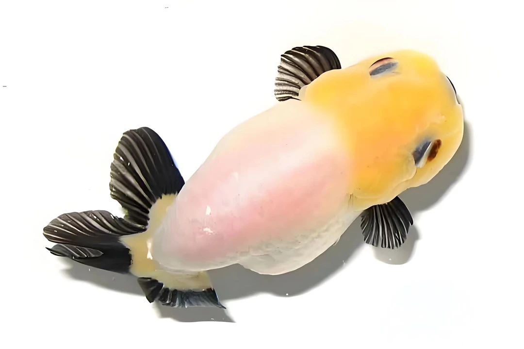 兰寿金鱼冷水观赏鱼直播间选鱼(私拍不发)