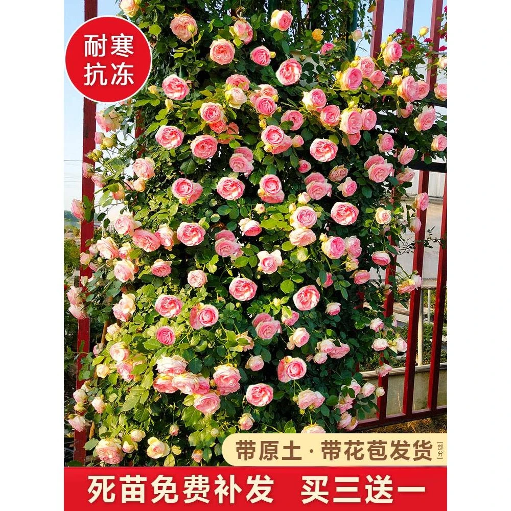 藤本月季大花浓香四季开花蔷薇花苗爬藤攀援植物庭院阳台玫瑰粉龙