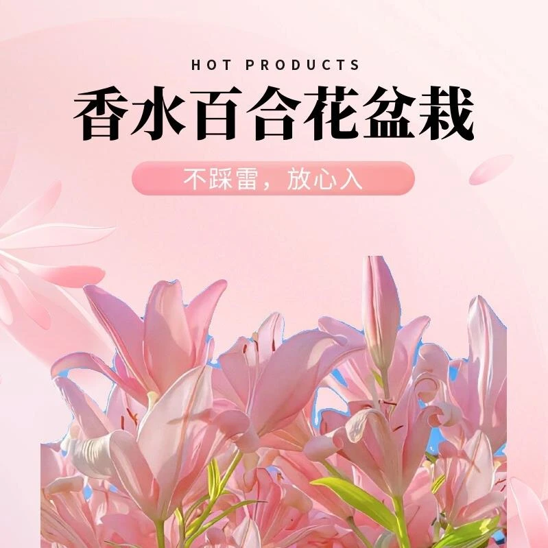 进口香水百合花种球盆栽带花苞精品带芽耐寒绿植室内净化空气植物