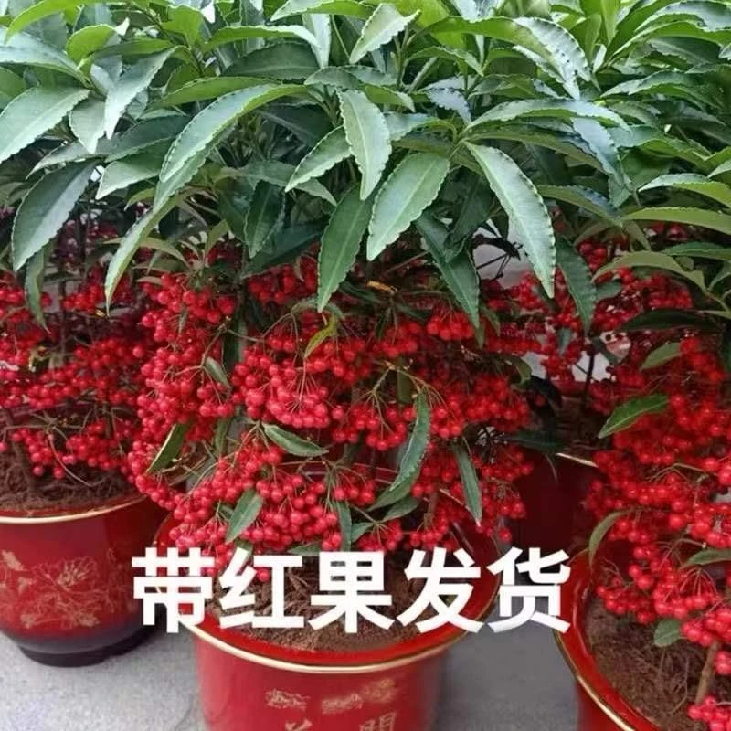 金玉满堂花植物带果发货富贵籽盆栽黄金万两室内客厅年宵花绿植